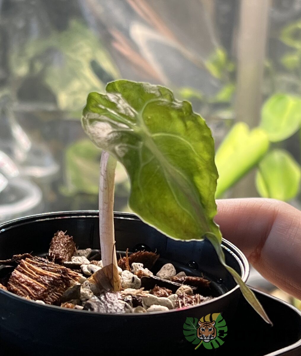 アロカシア 'ベノム (ヴェノム)' 成長記録・育て方 | シロウト園芸