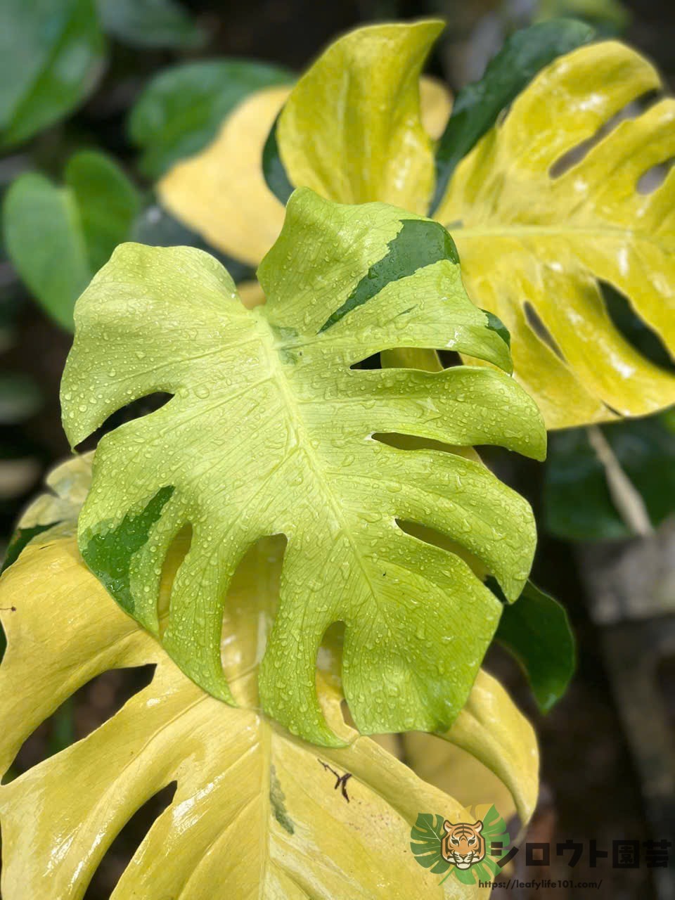 モンステラ・デリシオーサ 'レモンライム' 成長記録・育て方