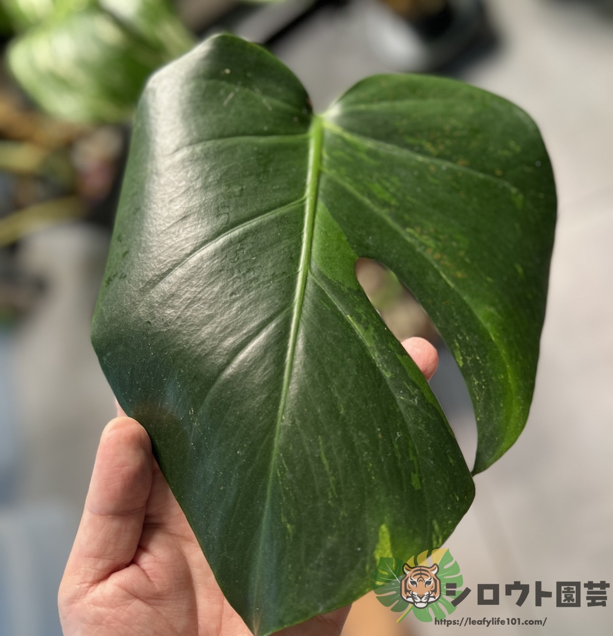 モンステラ・デリシオーサ 'グリーンオングリーンミント(GoG mint