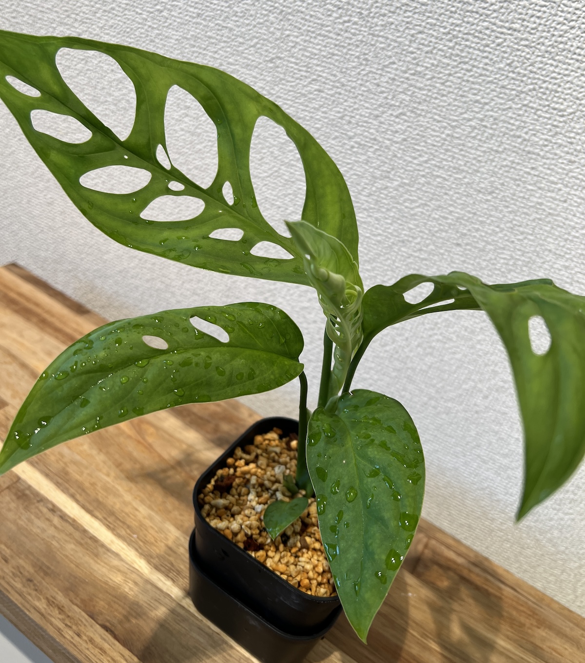 モンステラ 'エスケレート' (エピプレムノイデス) 成長記録・育て方