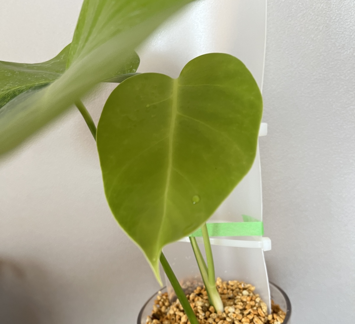 モンステラ・デリシオーサ var. ボルシギアナ 'グリーンオングリーン