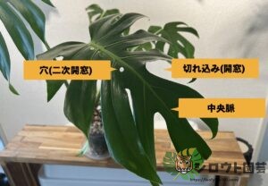 モンステラ・デリシオーサ 'タイコンステレーション ミューテーション