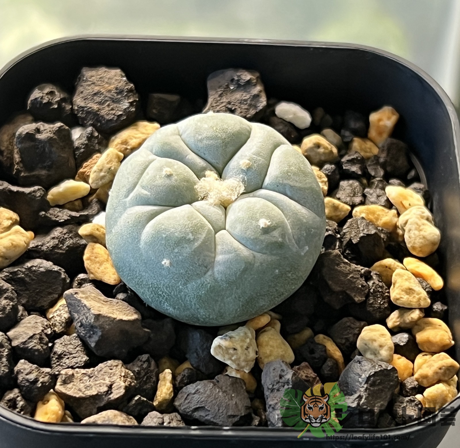 ロフォフォラ 疣銀冠玉錦×疣銀冠玉 育て方・成長記録 | シロウト園芸