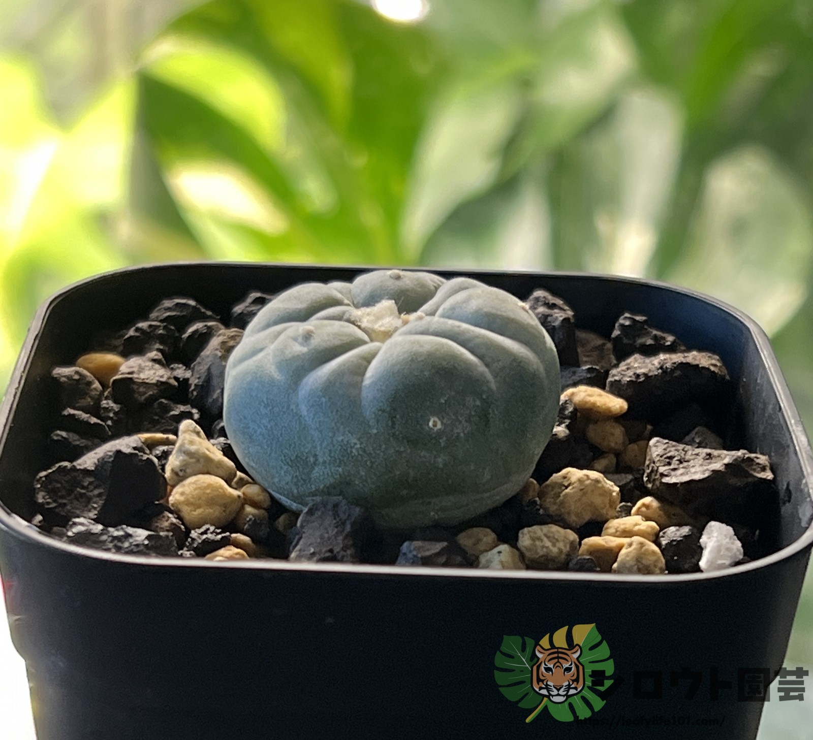 ロフォフォラ 疣銀冠玉錦×疣銀冠玉 育て方・成長記録 | シロウト園芸