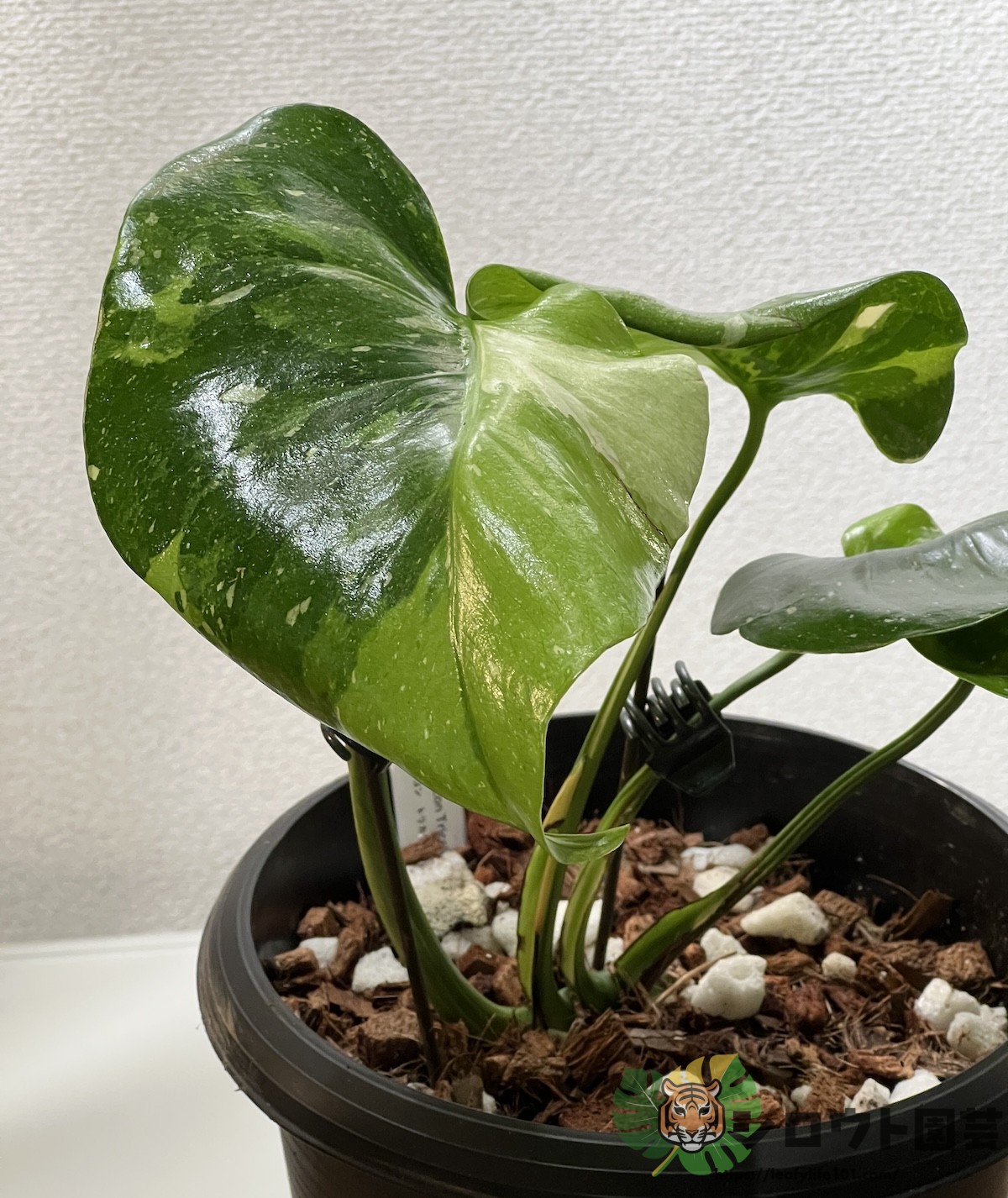 モンステラ・デリシオーサ 'ミラクル (タイコンステレーション トリ