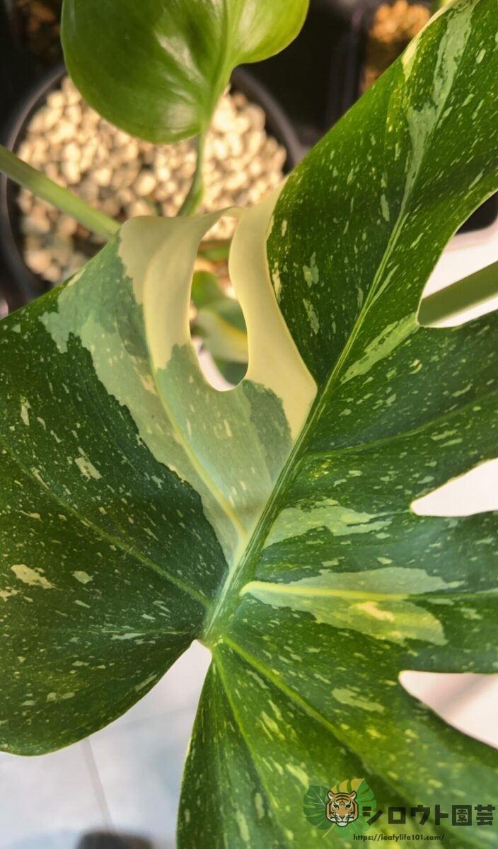 モンステラ・デリシオーサ 'ミラクル (タイコンステレーション トリ
