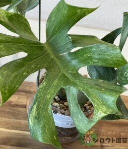 モンステラ・デリシオーサ 'プラチナム ミューテーション' 2 成長記録