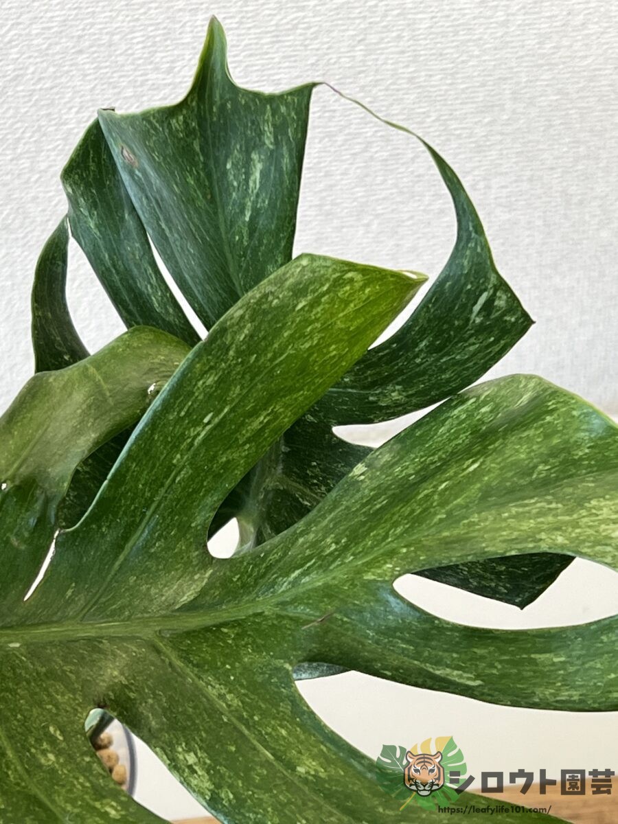 モンステラ・デリシオーサ 'プラチナム ミューテーション' 成長記録