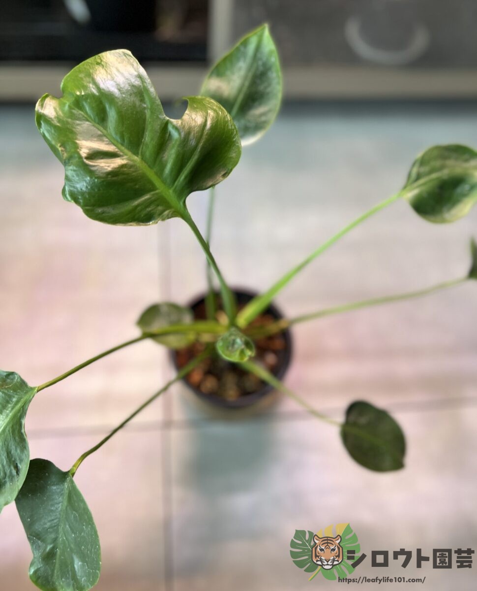 変異株】モンステラ・デリシオーサ 'ドワーフ?' 成長記録・育て方