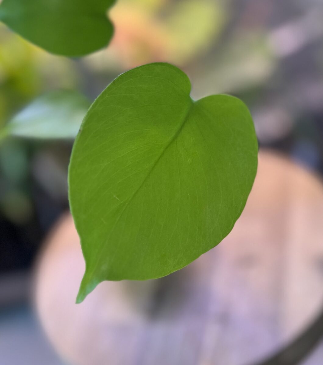 モンステラ・デリシオーサ 'バナナ'(イエロームーン/ゴールドリーフ