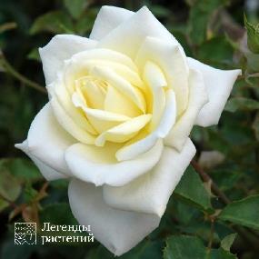 Роза чайно-гибридная Полярная Звезда – купить саженцы по цене 419