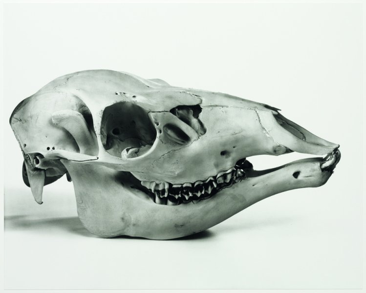 Cranium Architecture | Pinault Collection