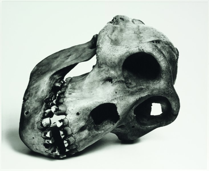 Cranium Architecture | Pinault Collection