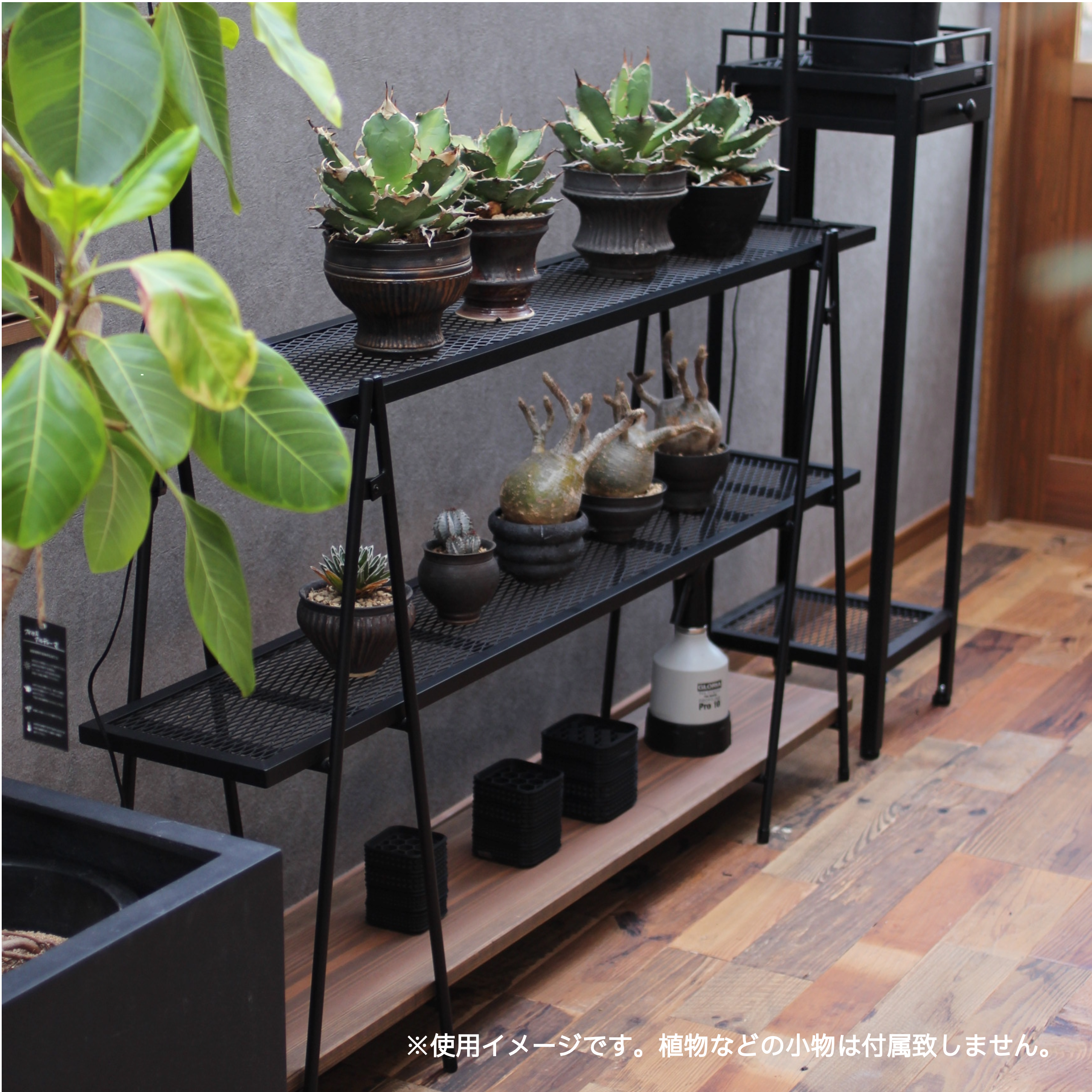 植物ラック