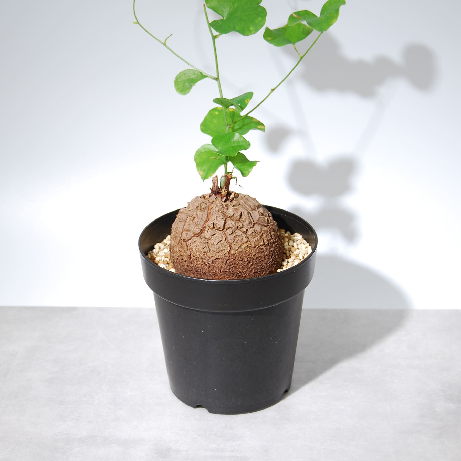 亀甲竜（ディオスコレア・エレファンティペス）005 – linkplants