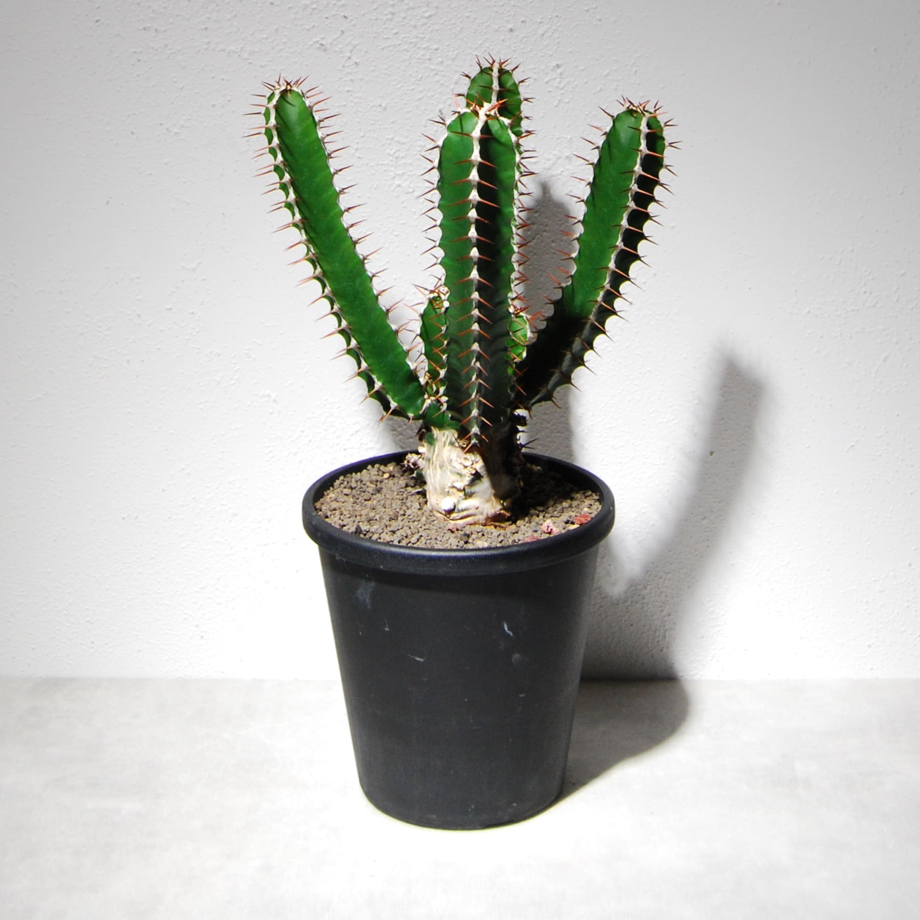 ユーフォルビア ムランジーナを5点追加しました！ – linkplants