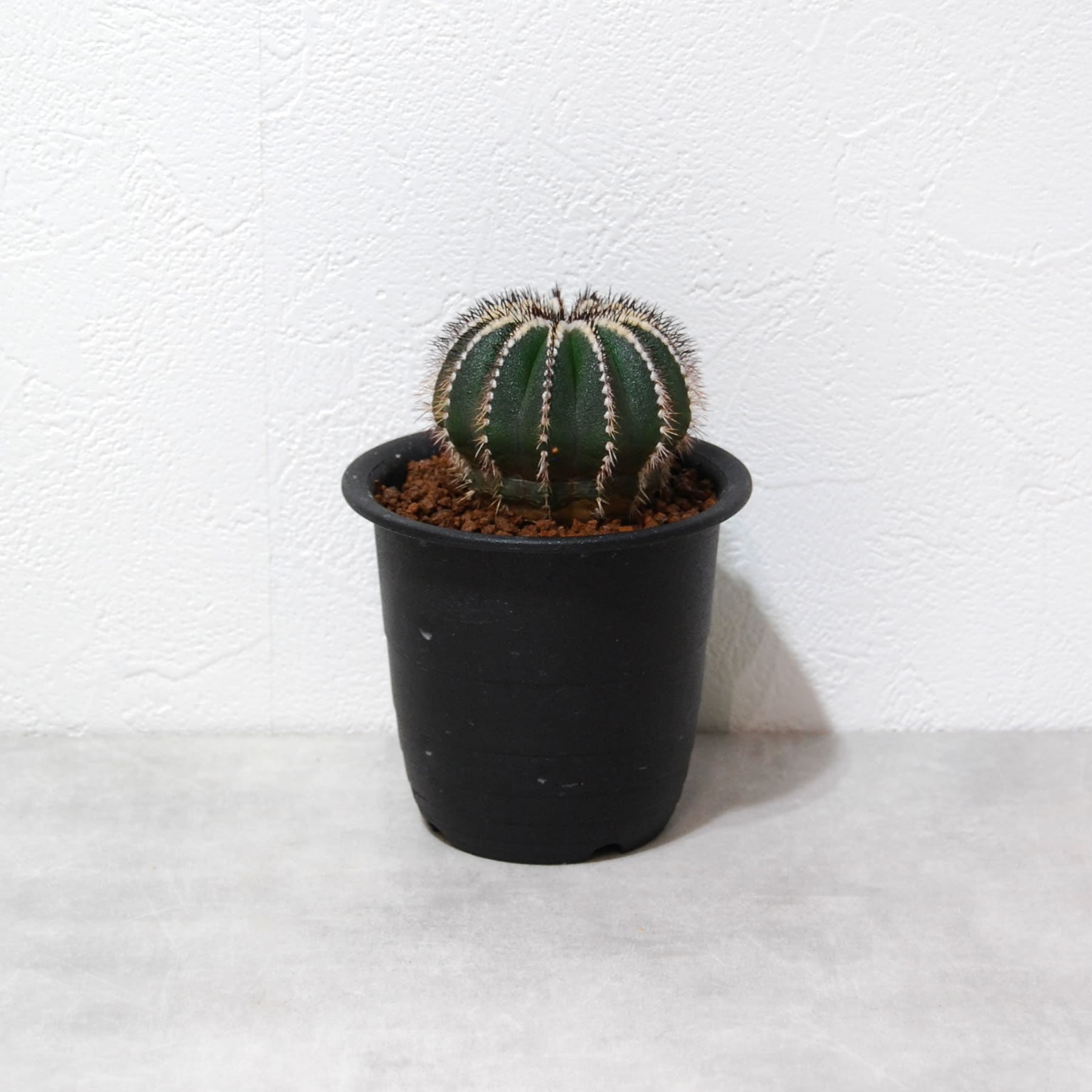 ユーベルマニア ペクチニフェラ045 – linkplants -リンクプランツ-