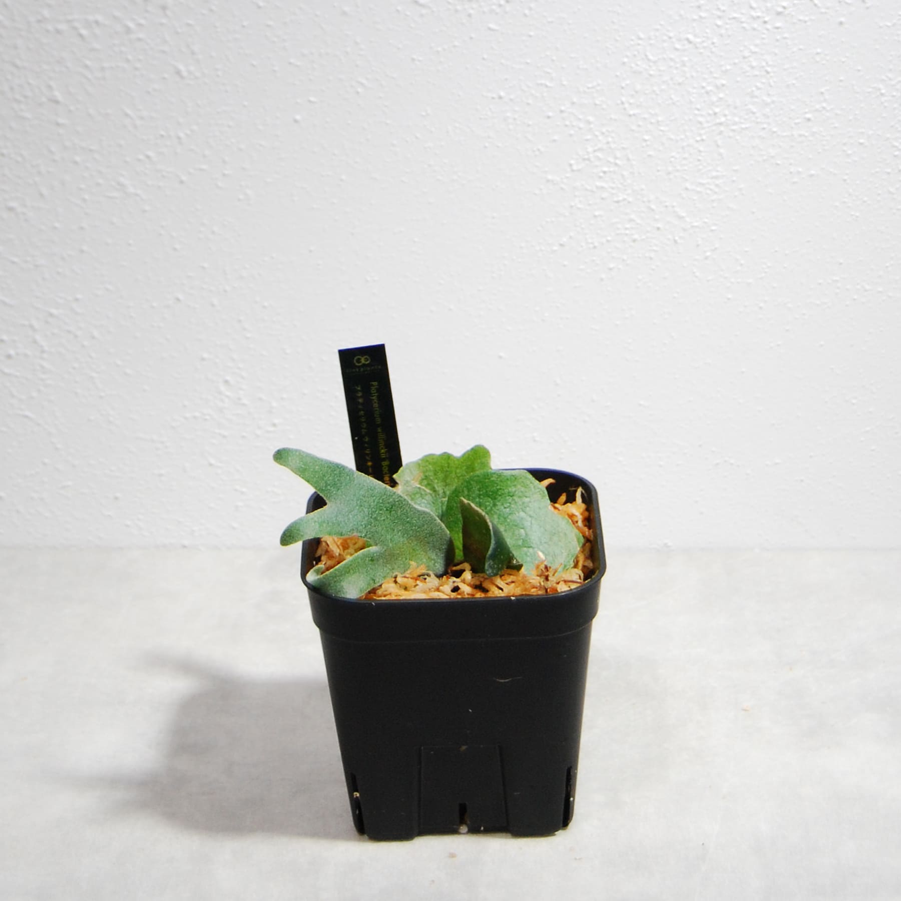 ビカクシダ（プラティセリウム）ウィリンキー バクテリア 58