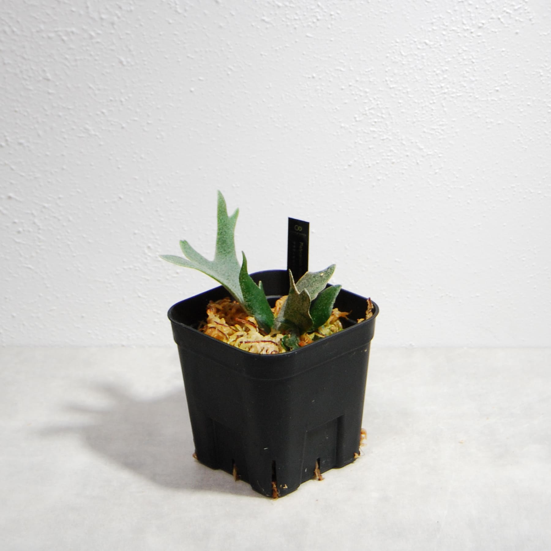 ビカクシダ（プラティセリウム）ウィリンキー ジェイドガール 52