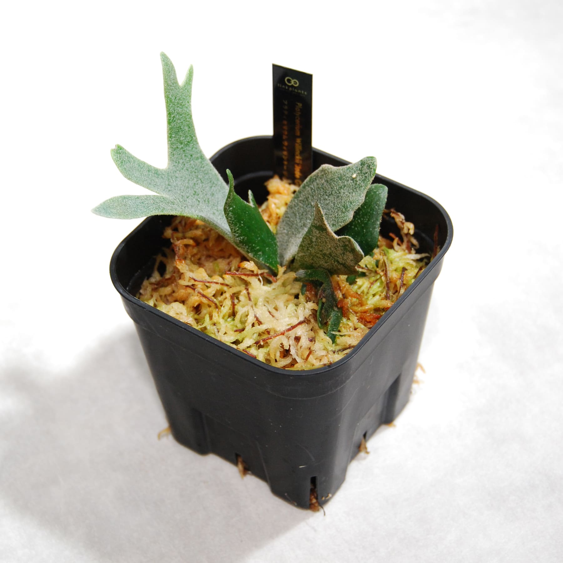 ビカクシダ（プラティセリウム）ウィリンキー ジェイドガール 52