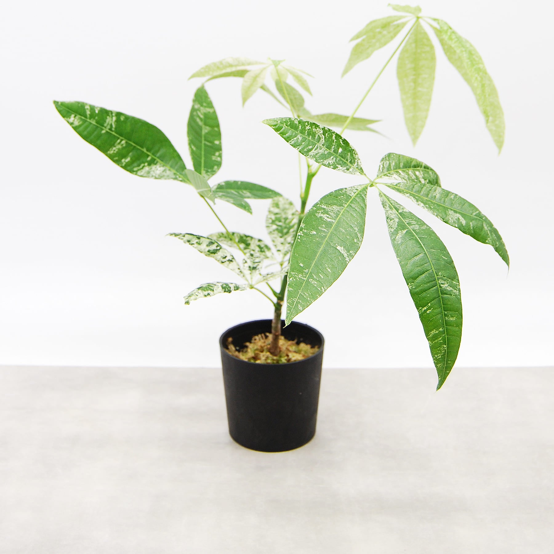 パキラ ミルキーウェイ（挿し木）004 – linkplants -リンクプランツ-