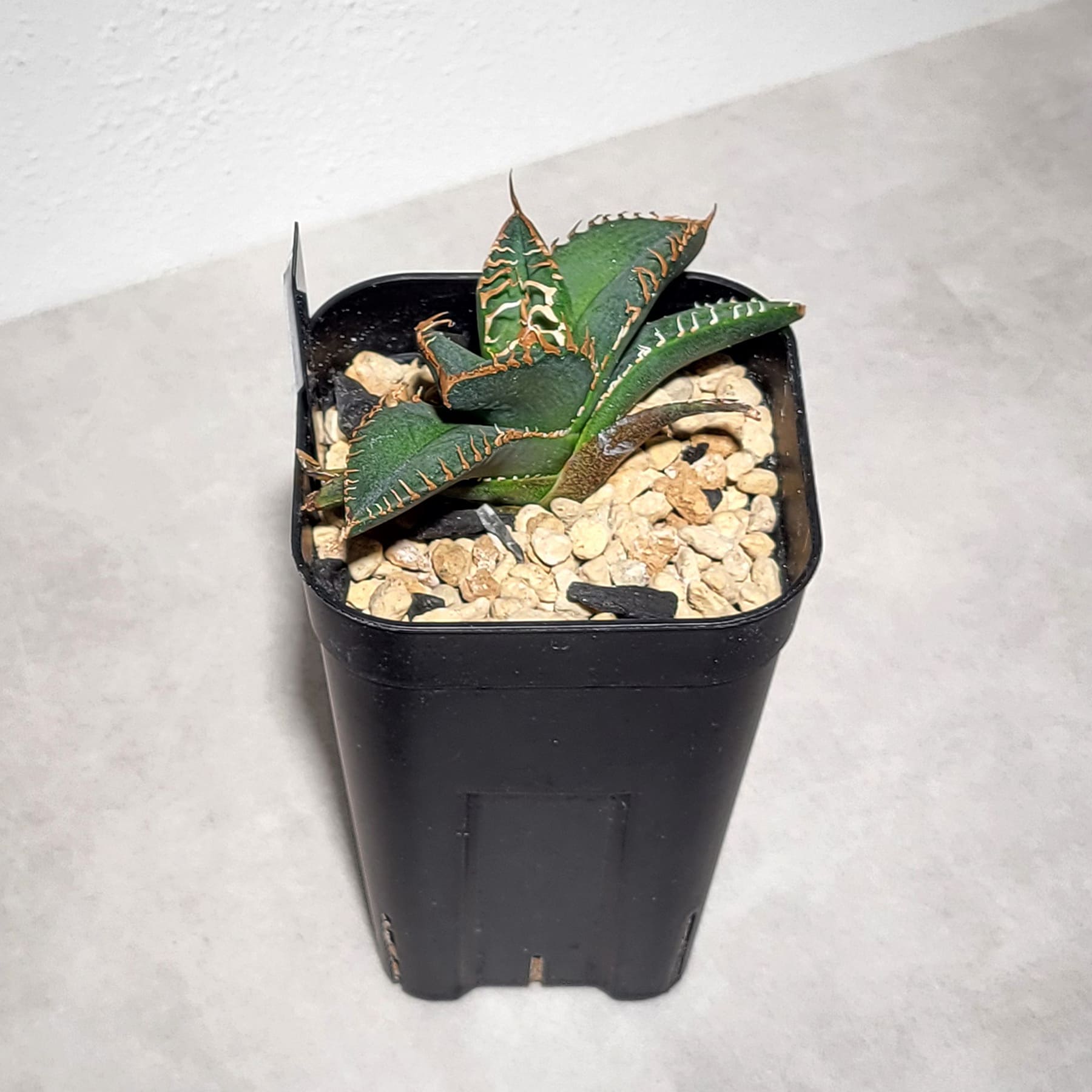 アガベ チタノタ 悪魔（スーパーチタノタ）205 – linkplants -リンク