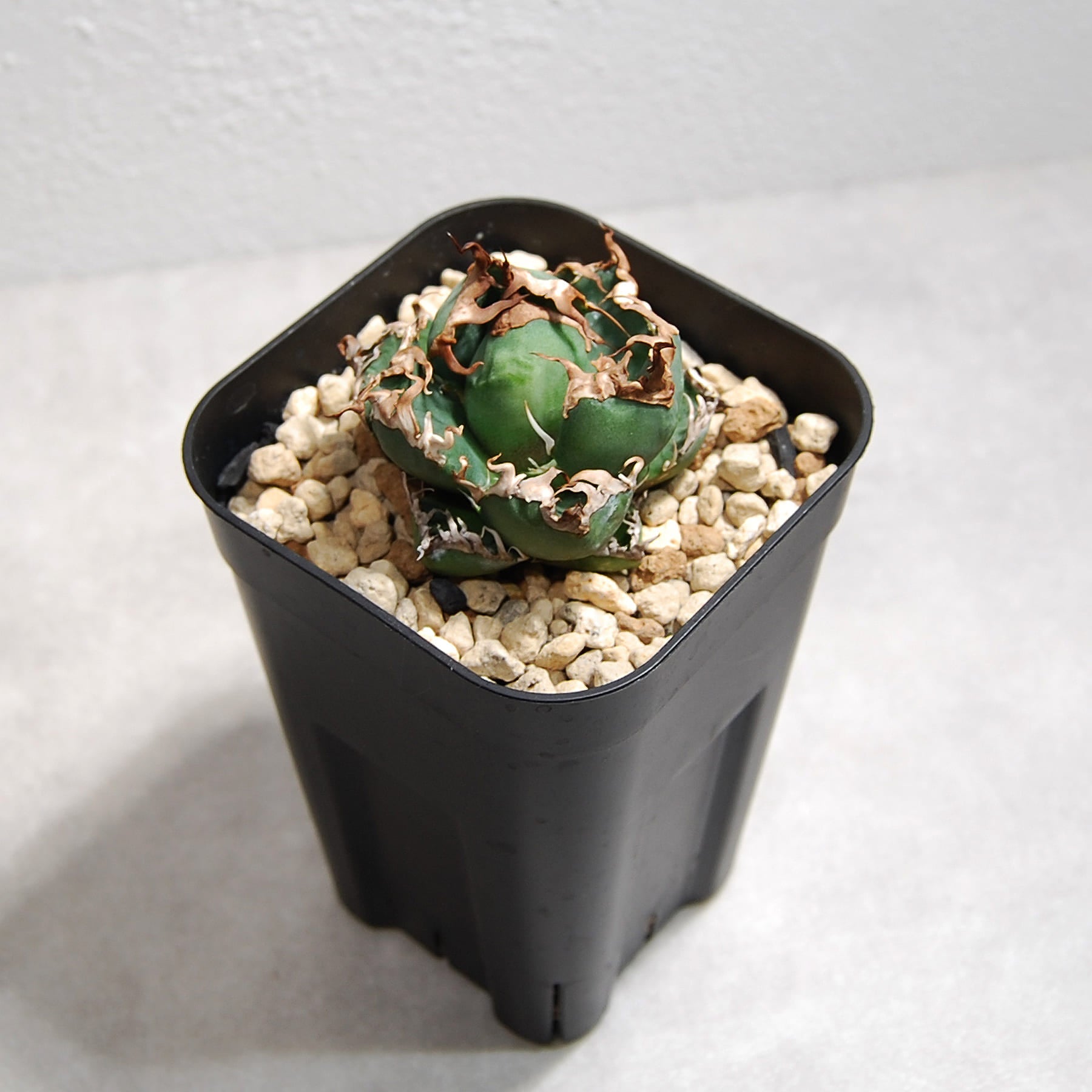 アガベ チタノタ シーザー（凱撤）OS17 – linkplants -リンクプランツ-