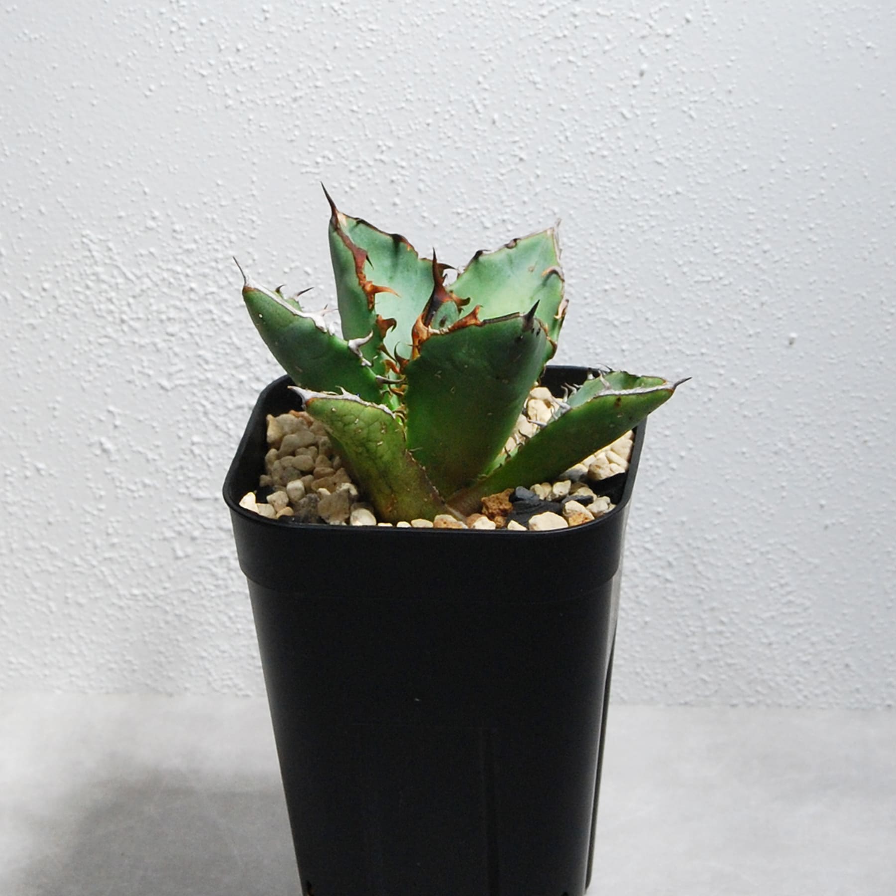 アガベ チタノタ FO-222 STANO LAB産（台湾）003 – linkplants -リンク