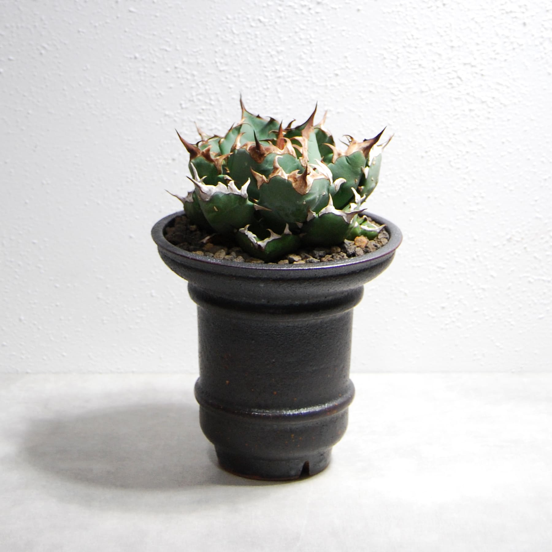 アガベ チタノタ 姫厳竜 ohm01 – linkplants -リンクプランツ-