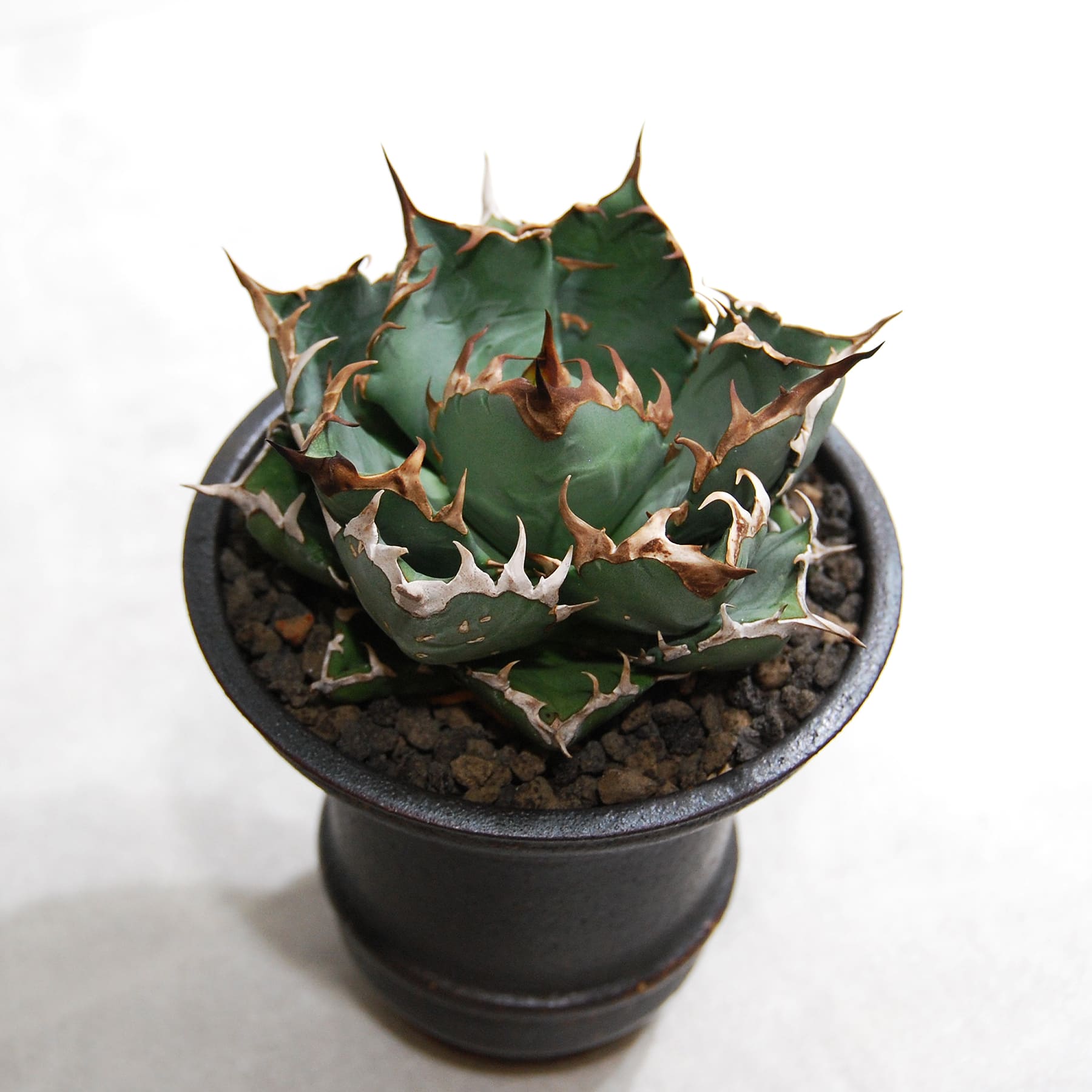 アガベ チタノタ 姫厳竜 ohm01 – linkplants -リンクプランツ-