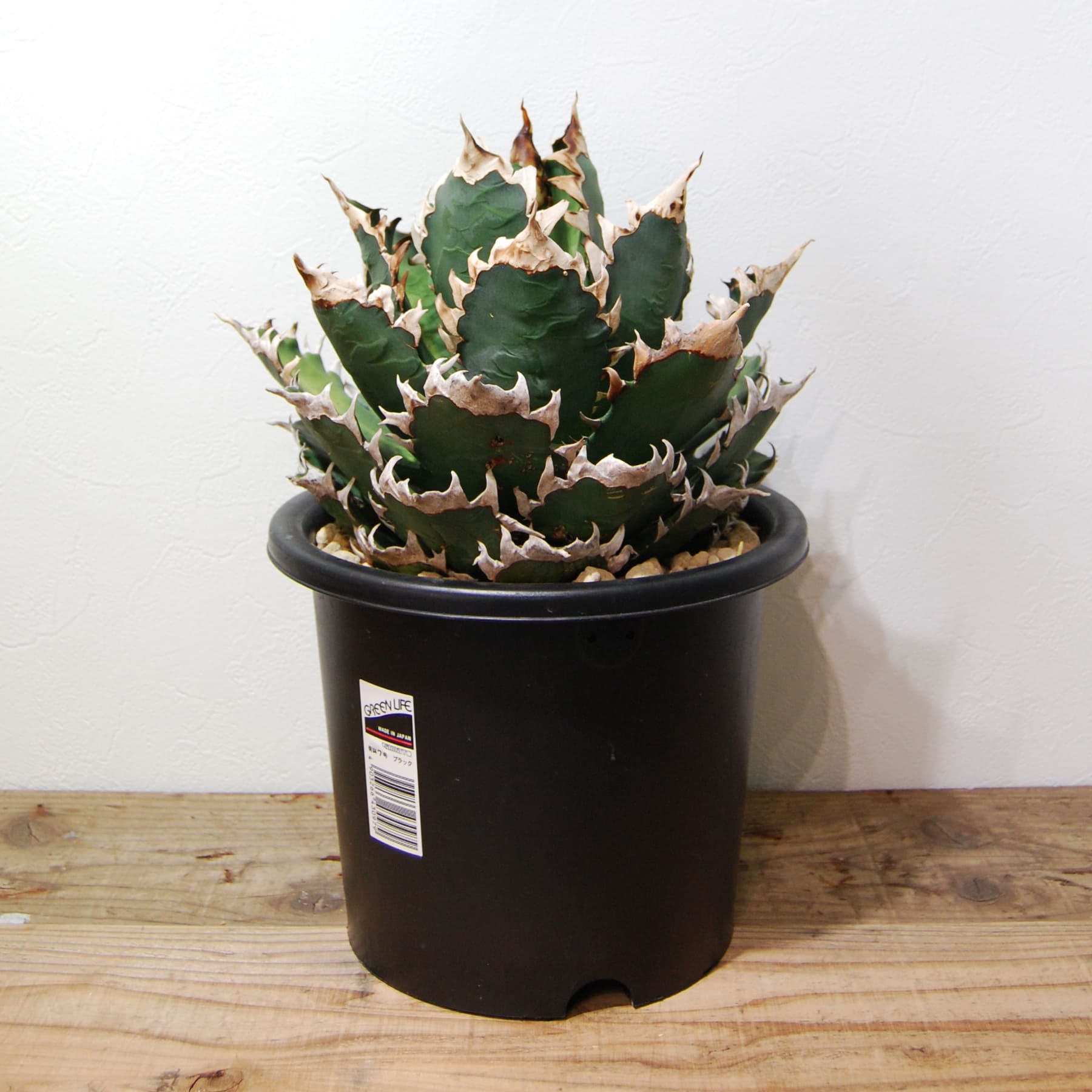 アガベ チタノタ レッド キャットウィーズル（赤猫）033 – linkplants