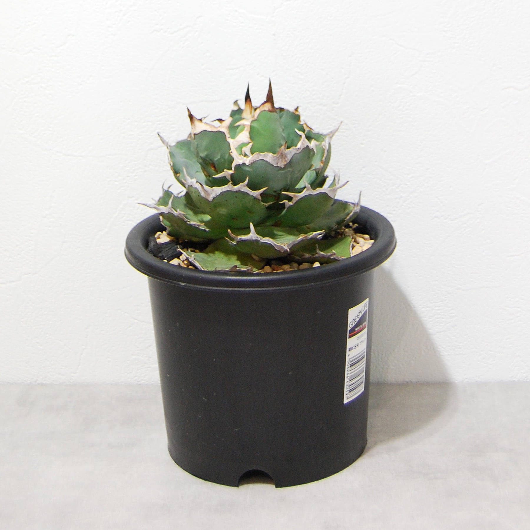 agave-titanota-eu-001-07.jpg?v