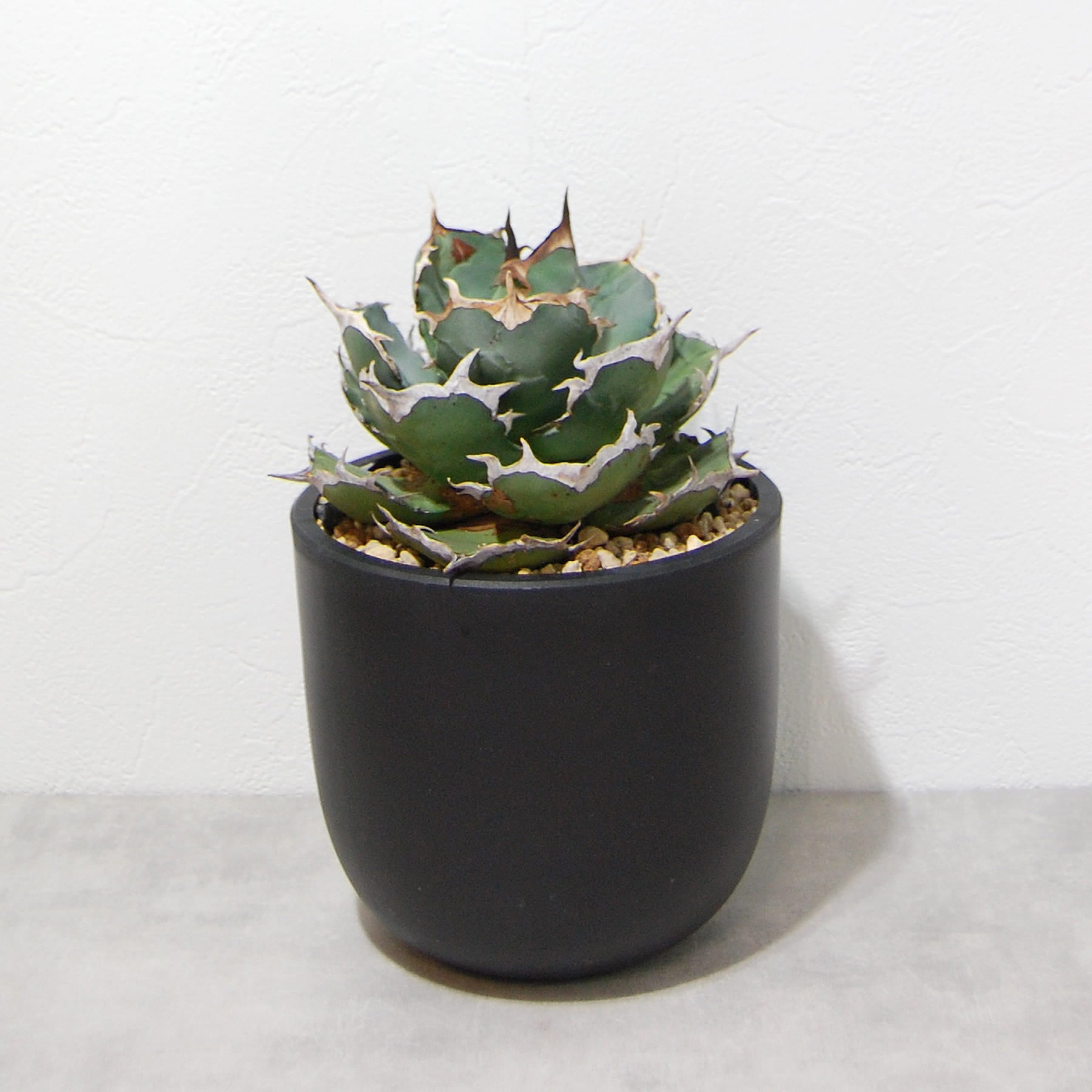 agave-titanota-eu-002-04.jpg?v