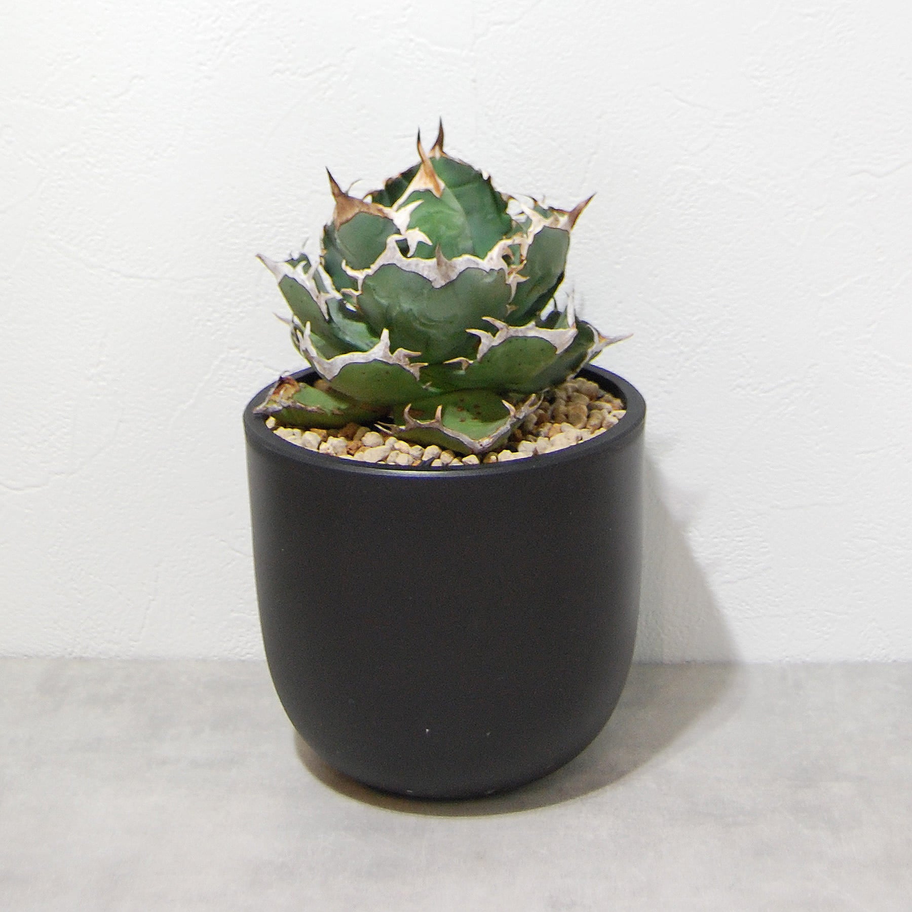 agave-titanota-eu-004-07.jpg?v