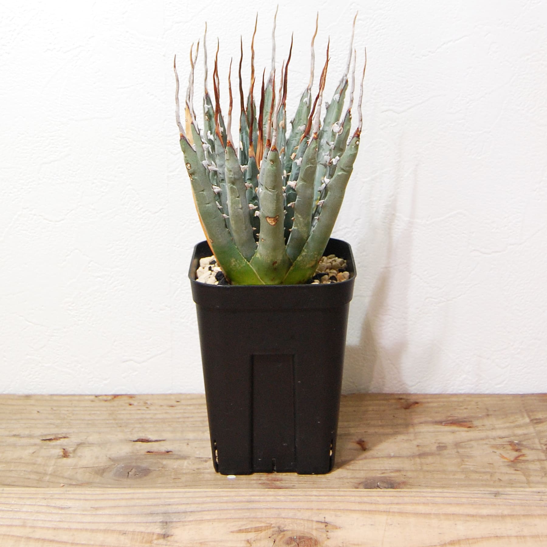 アガベ ユタエンシス エボリスピナ（US株） OS11 – linkplants -リンク