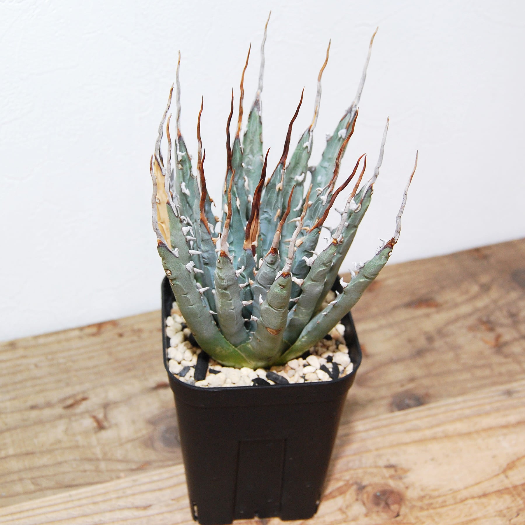 アガベ ユタエンシス エボリスピナ（US株） OS11 – linkplants -リンク