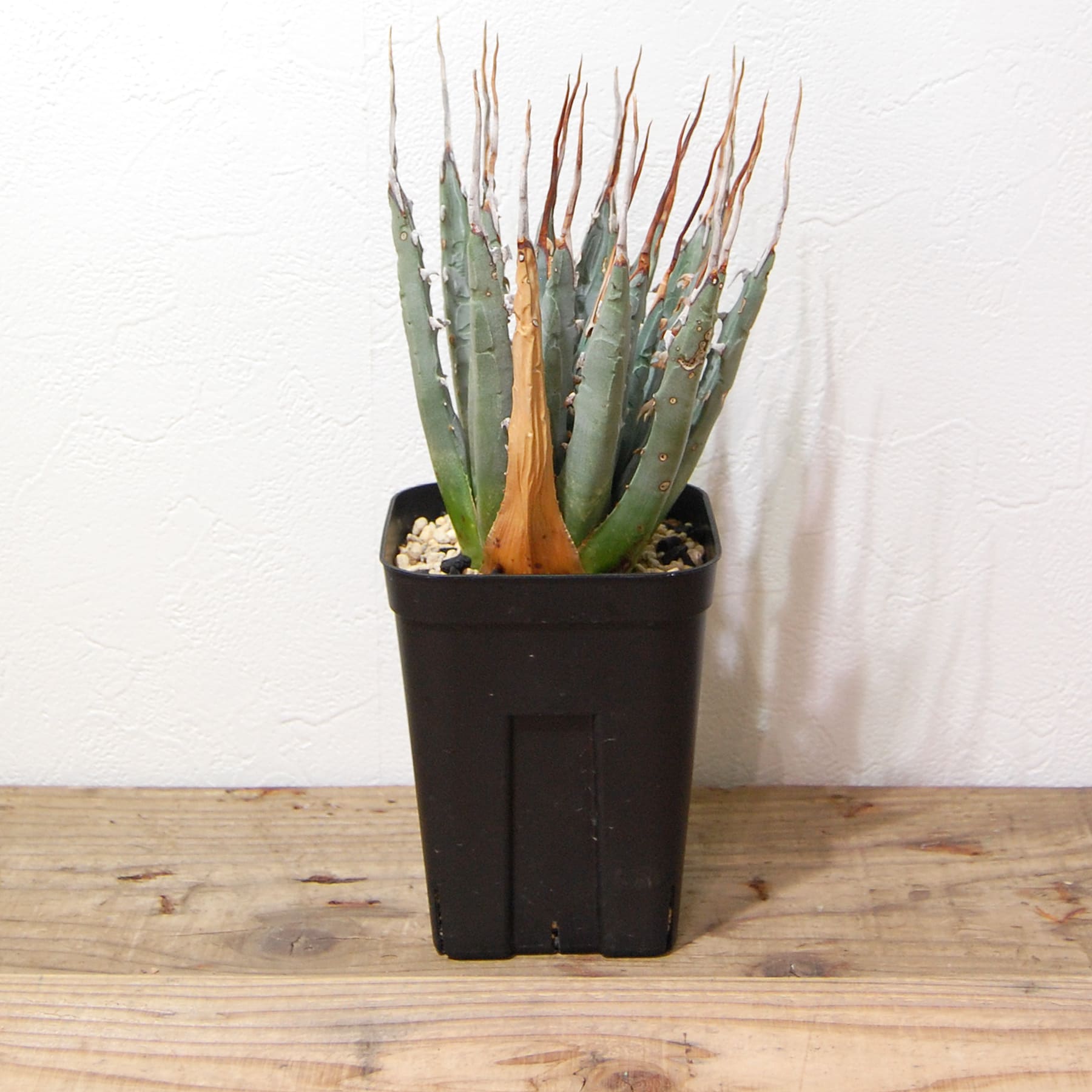 アガベ ユタエンシス エボリスピナ（US株） OS11 – linkplants -リンク