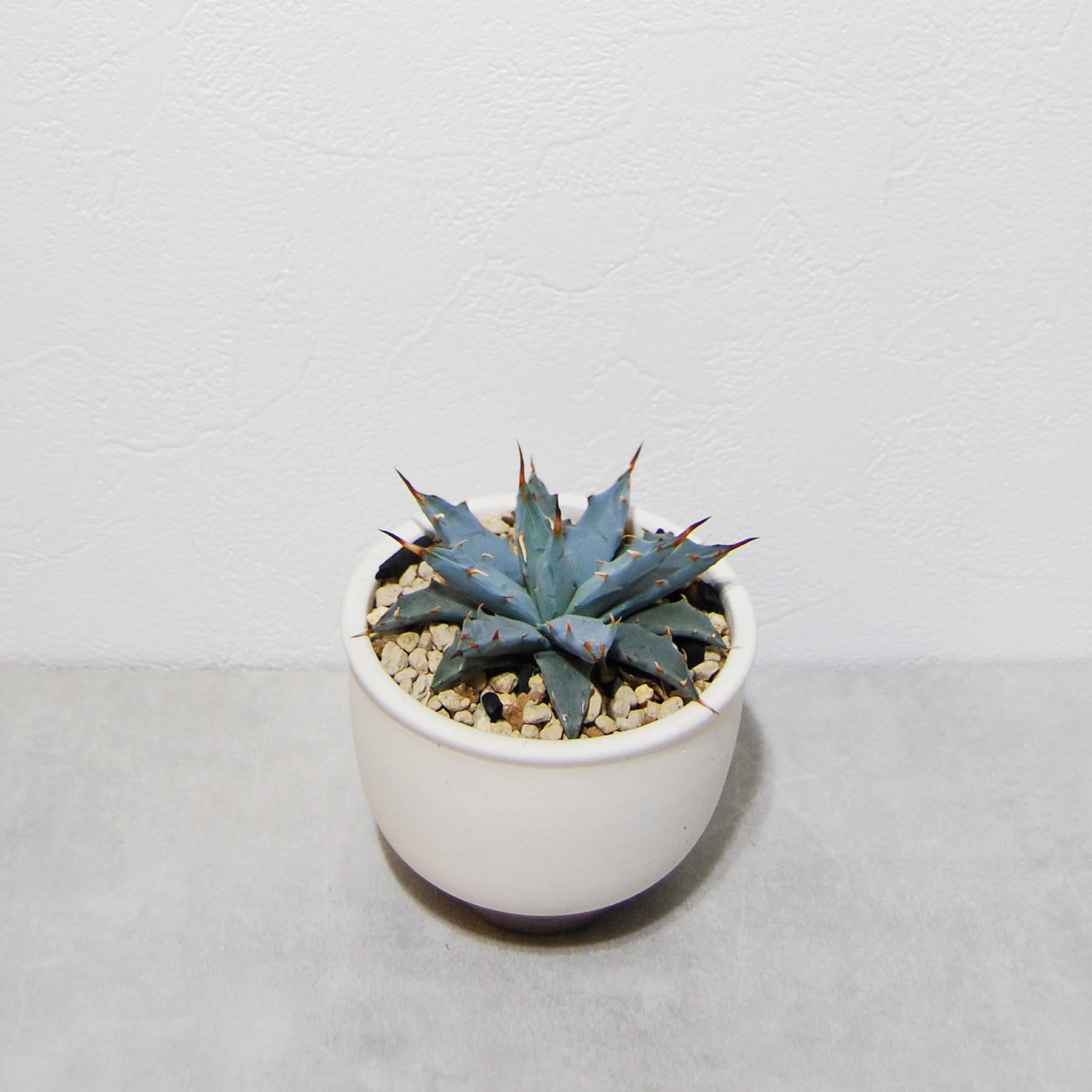 アガベ ユタエンシス ネバデンシス 実生ホワイトブルー選抜 022