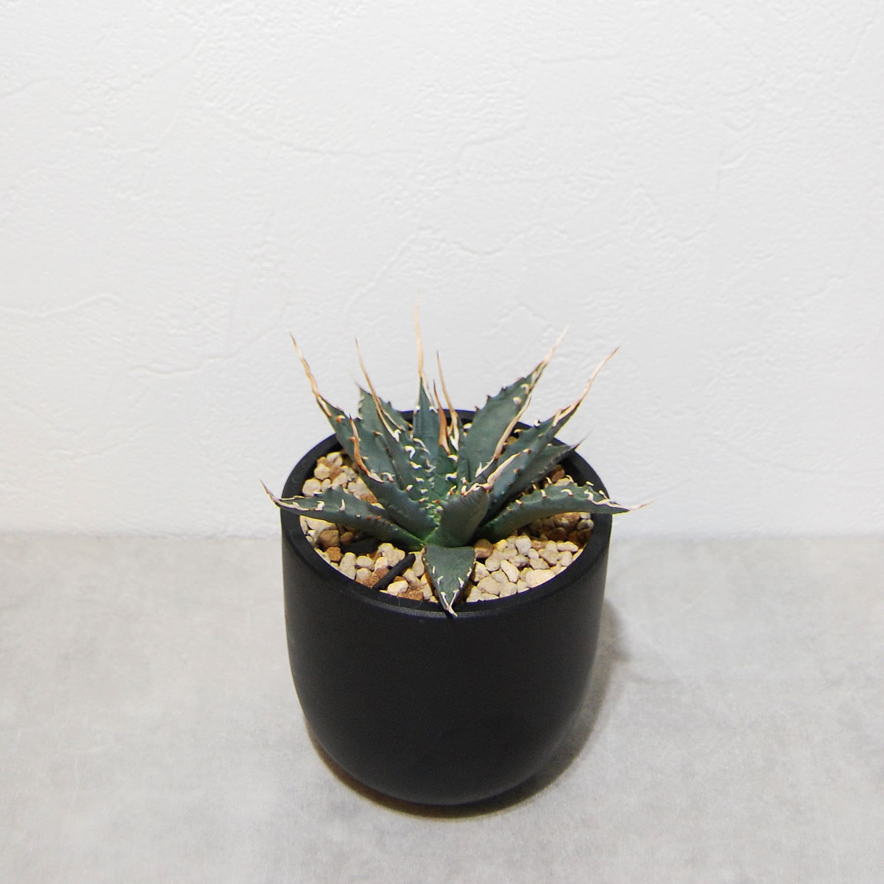 アガベ ユタエンシス エボリスピナ 実生 陽炎選抜 016 – linkplants