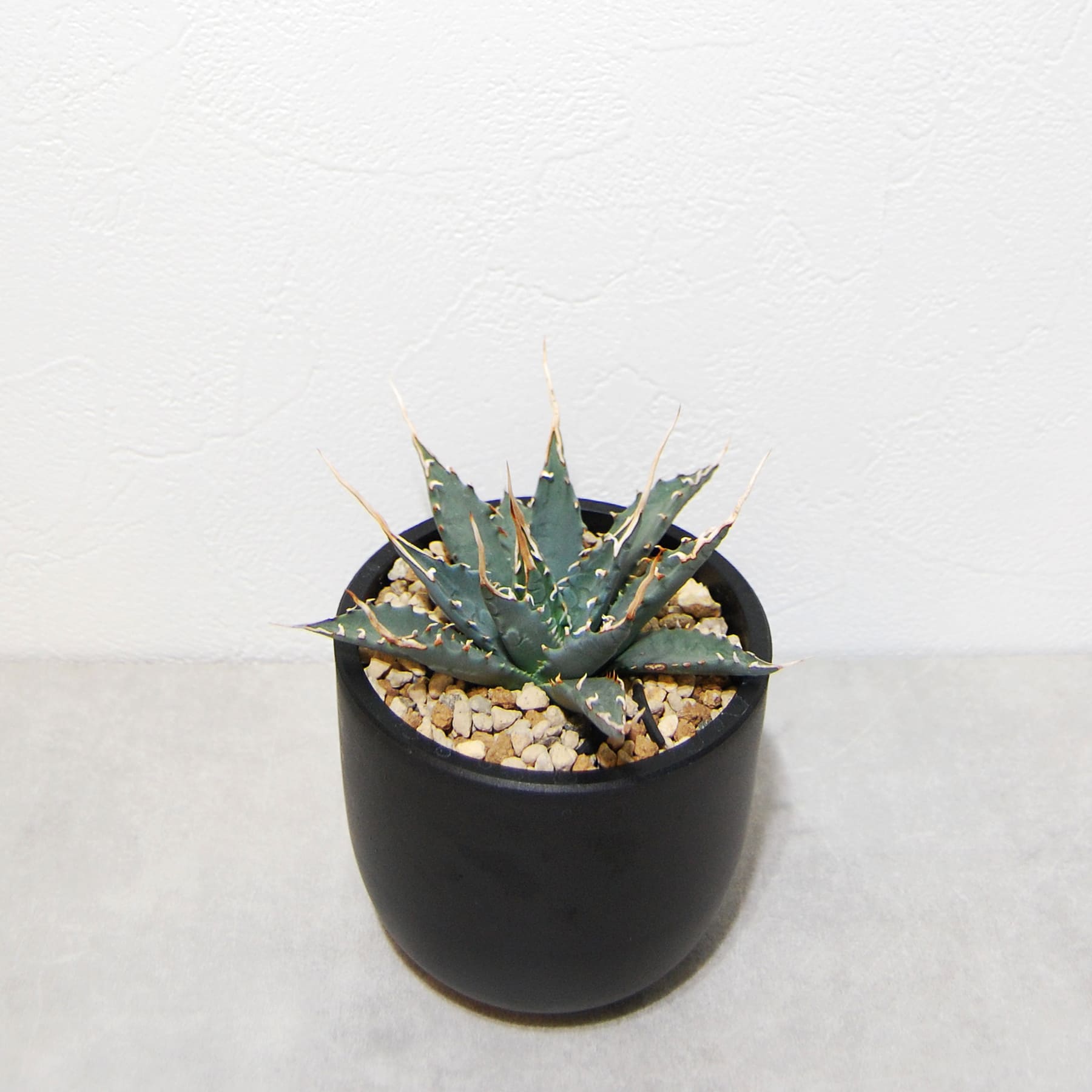 アガベ ユタエンシス エボリスピナ 実生 陽炎選抜 016 – linkplants