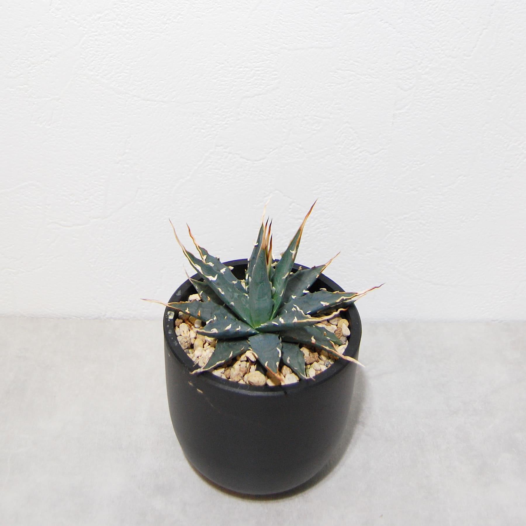 アガベ ユタエンシス エボリスピナ 実生 陽炎選抜 017 – linkplants