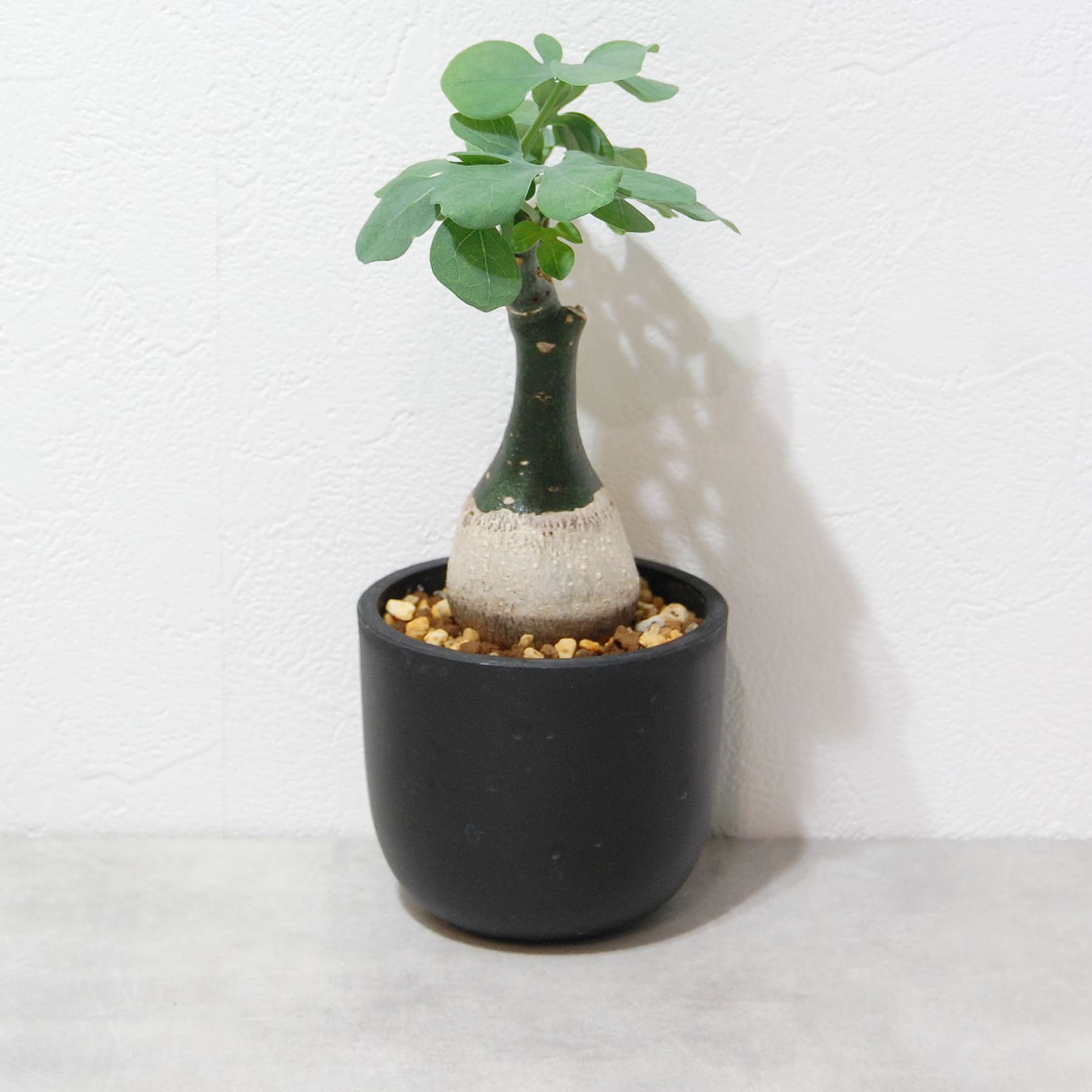 アデニア グラウカ（幻蝶かずら）043 – linkplants -リンクプランツ-