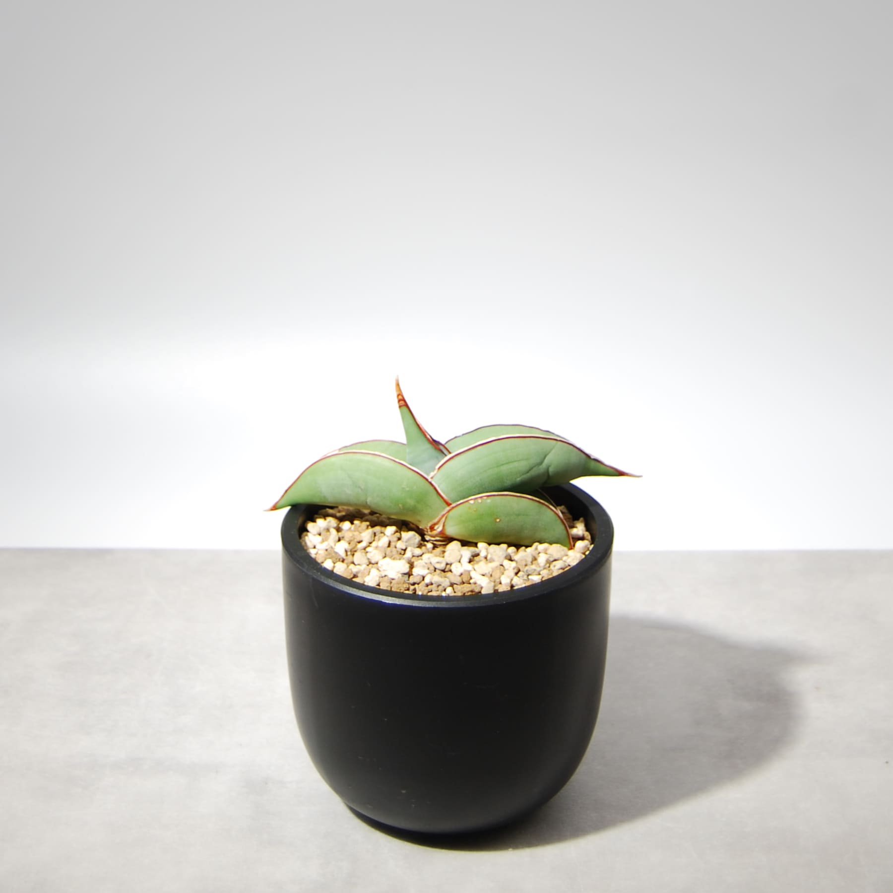 サンセベリア・エーレンベルギーバナナ 001 – linkplants -リンクプランツ-