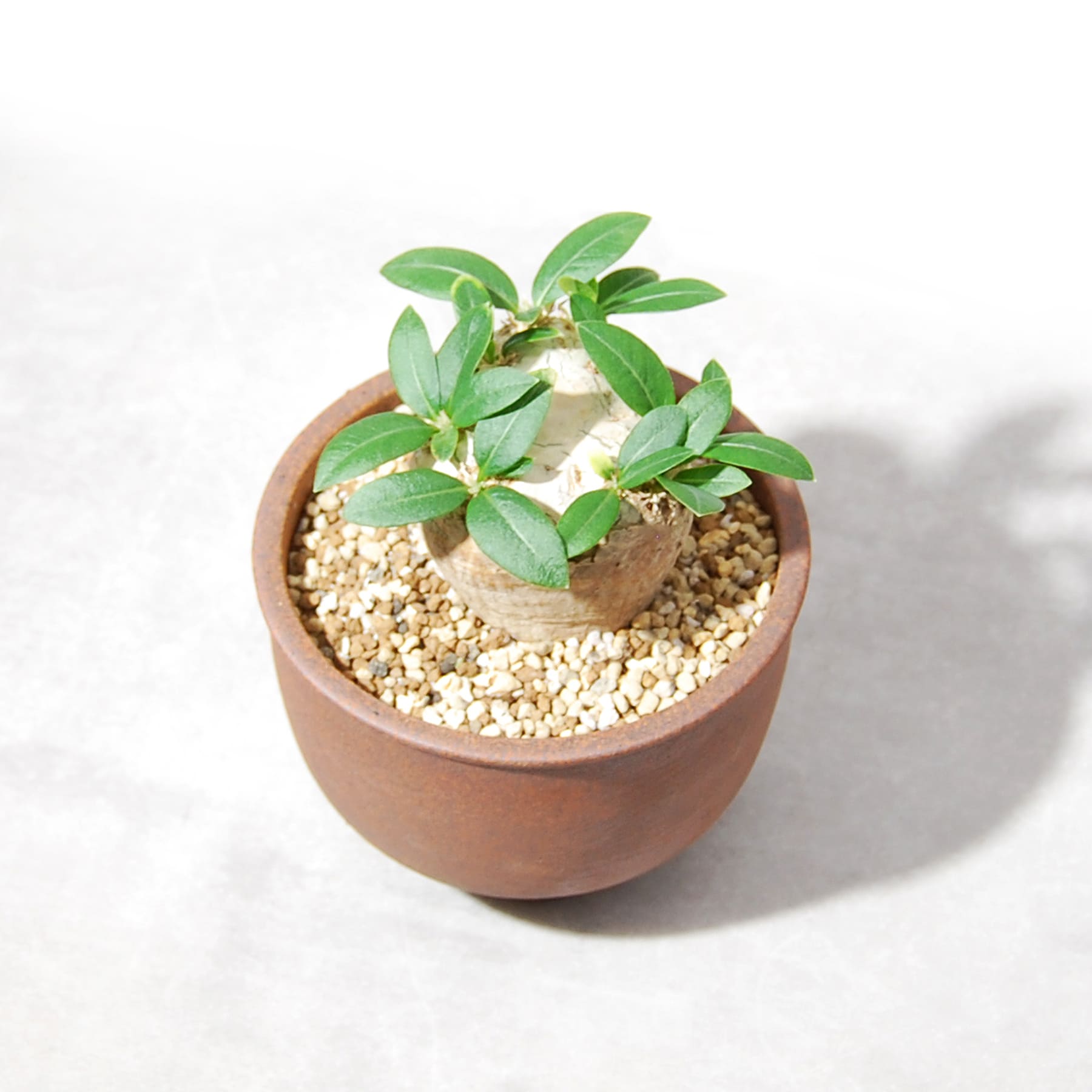 パキポディウム・ブレビカウレ（恵比寿笑い）001 – linkplants -リンク