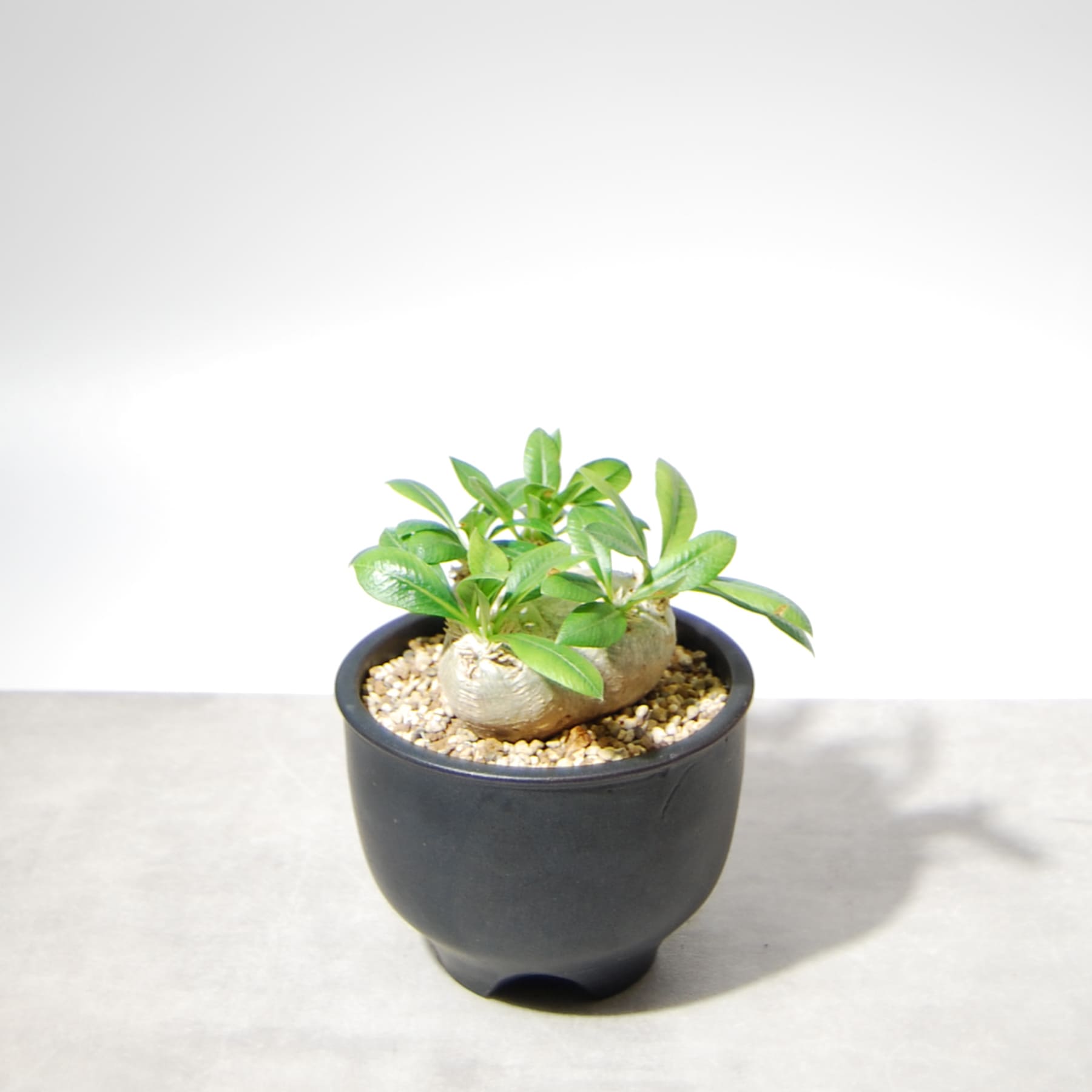 パキポディウム・ブレビカウレ（恵比寿笑い）002 – linkplants -リンク