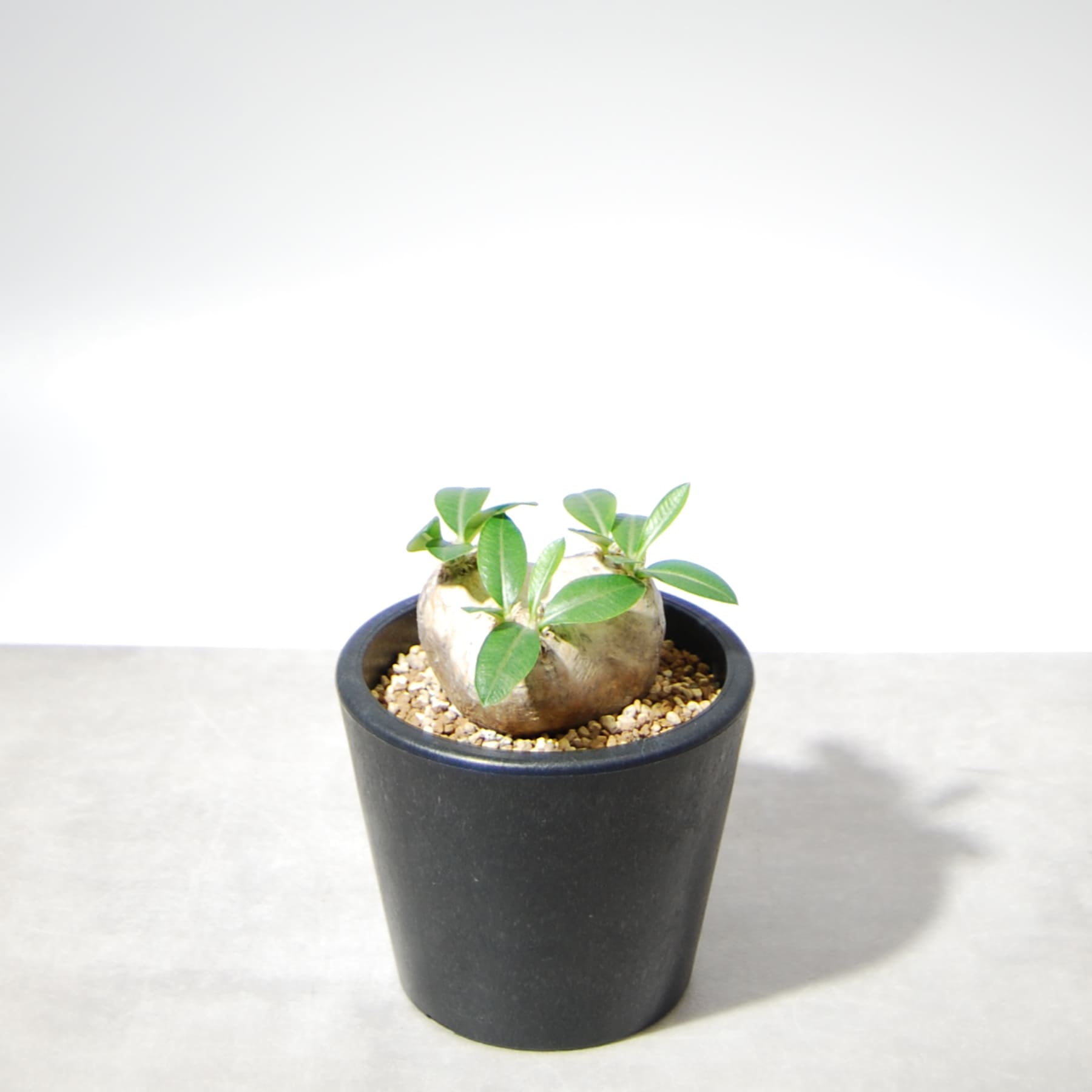 パキポディウム・ブレビカウレ（恵比寿笑い）003 – linkplants -リンク