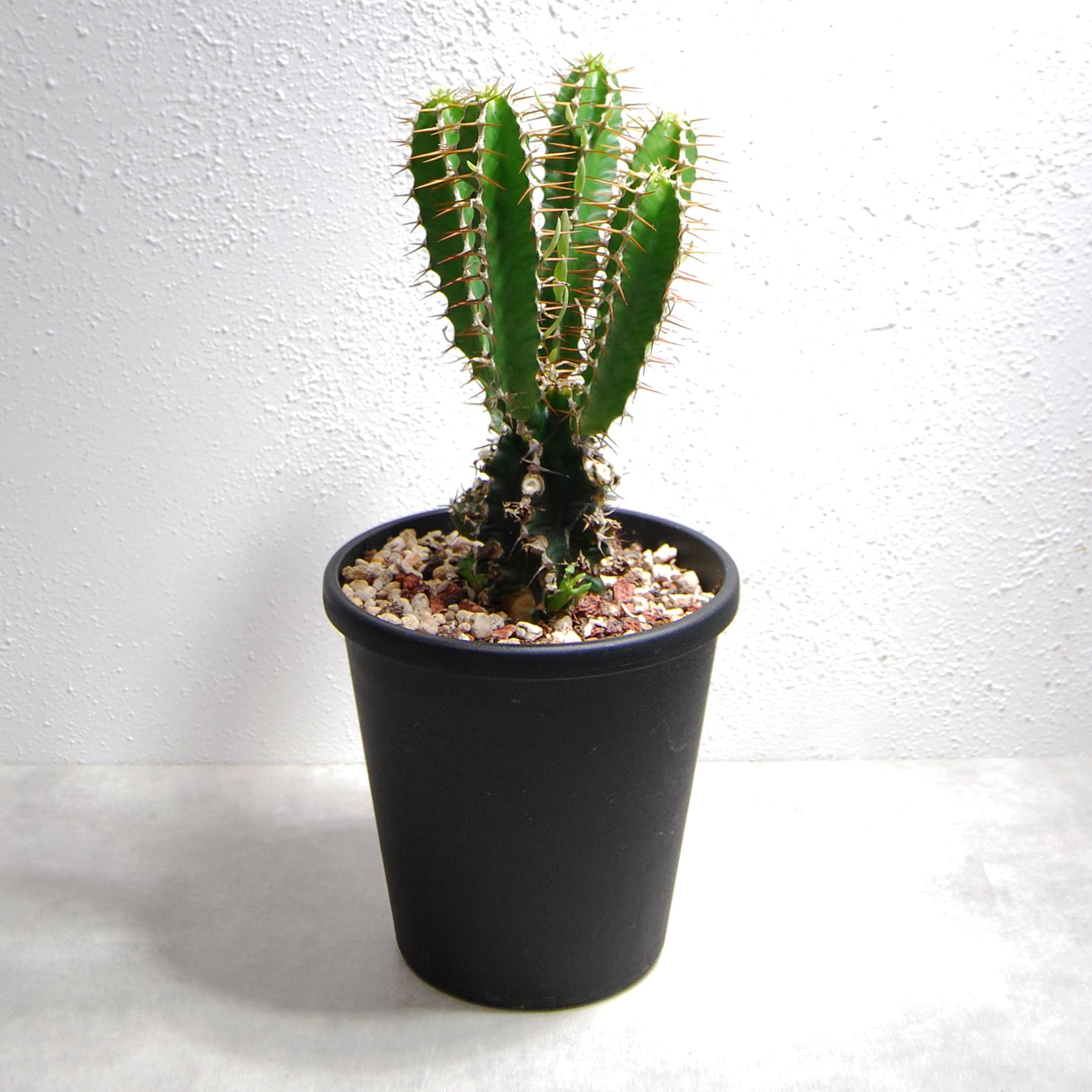 ユーフォルビア ムランジーナ（実生株）001 – linkplants -リンクプランツ-