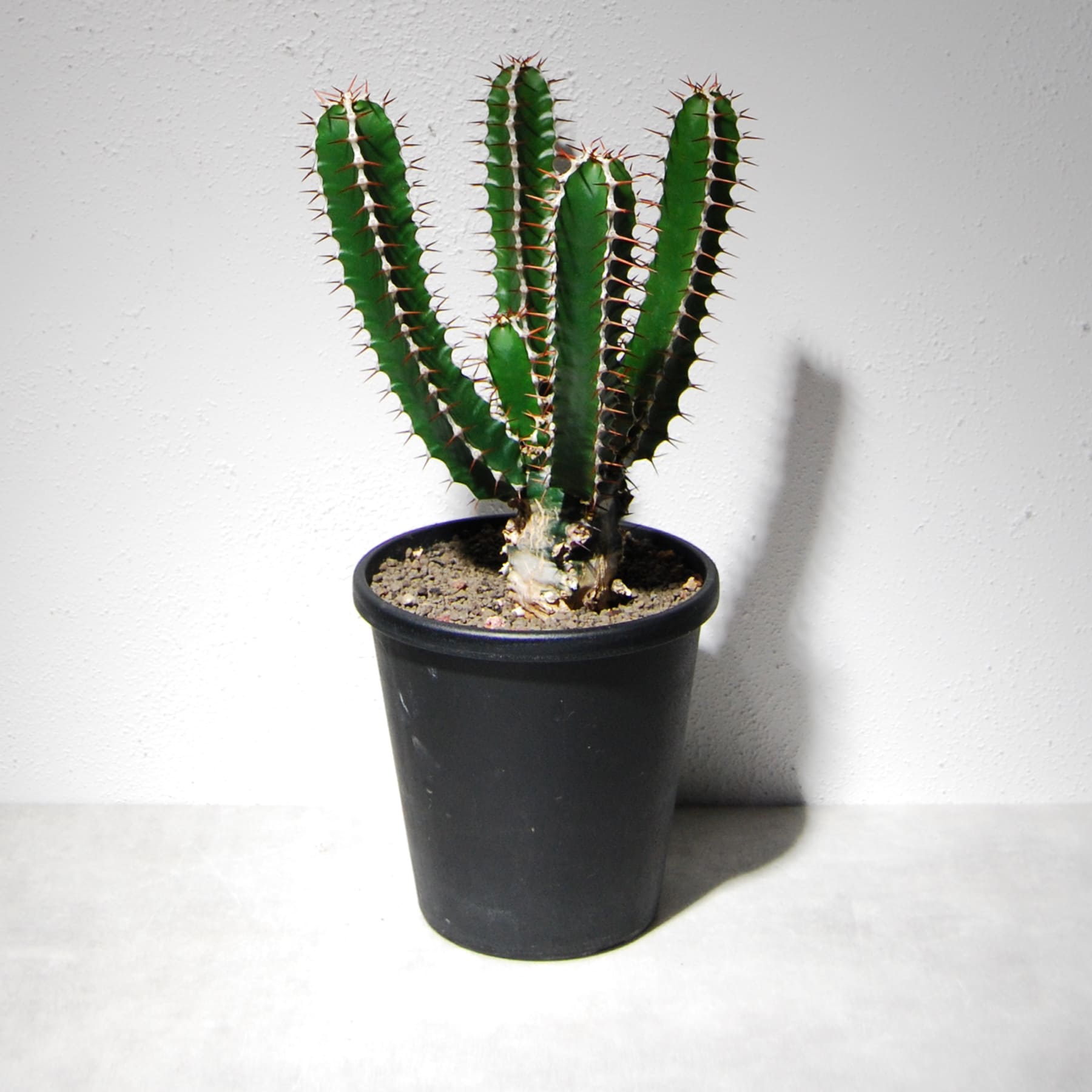 ユーフォルビア ムランジーナ（実生株）101 – linkplants -リンクプランツ-