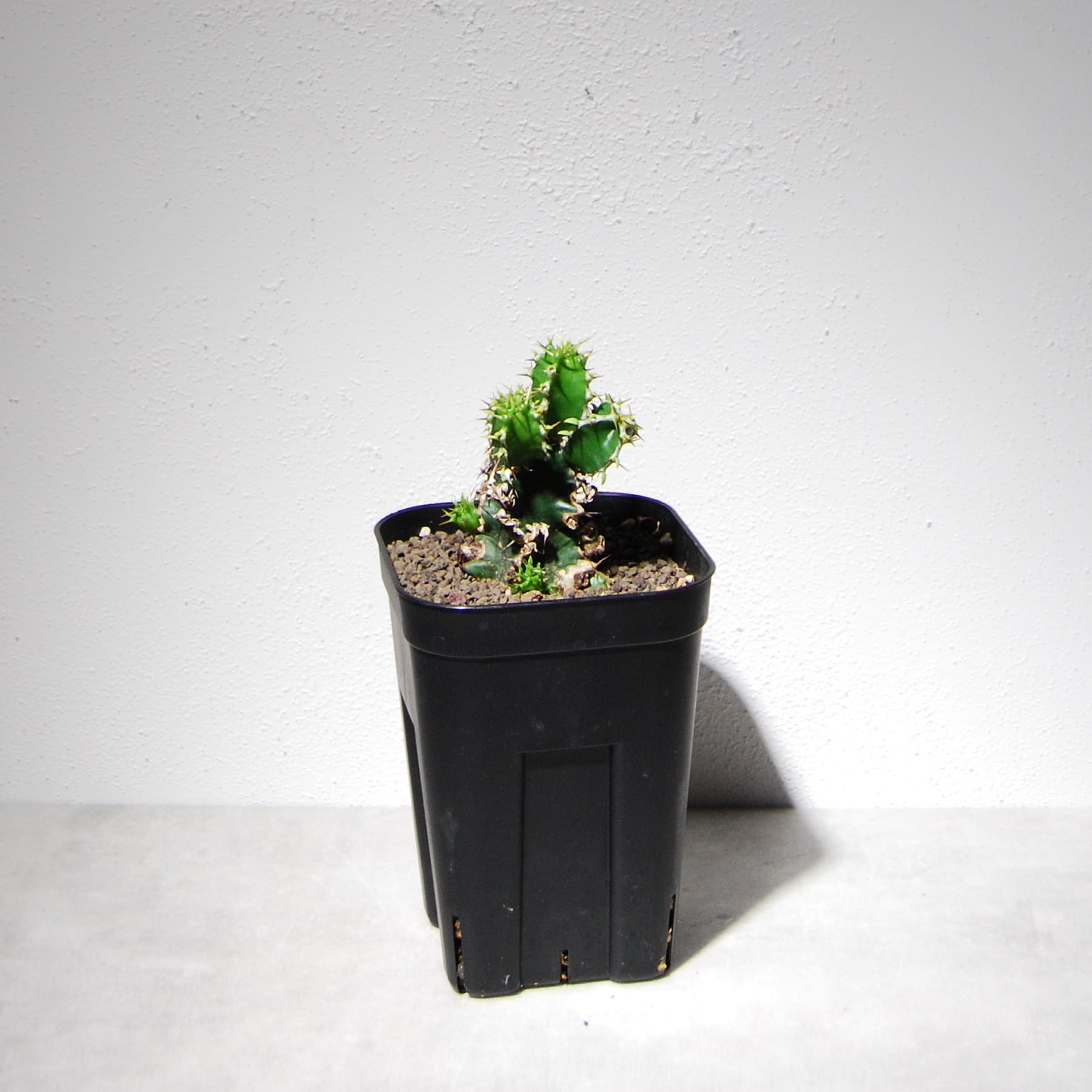 ユーフォルビア ムランジーナ（実生株）104 – linkplants -リンクプランツ-