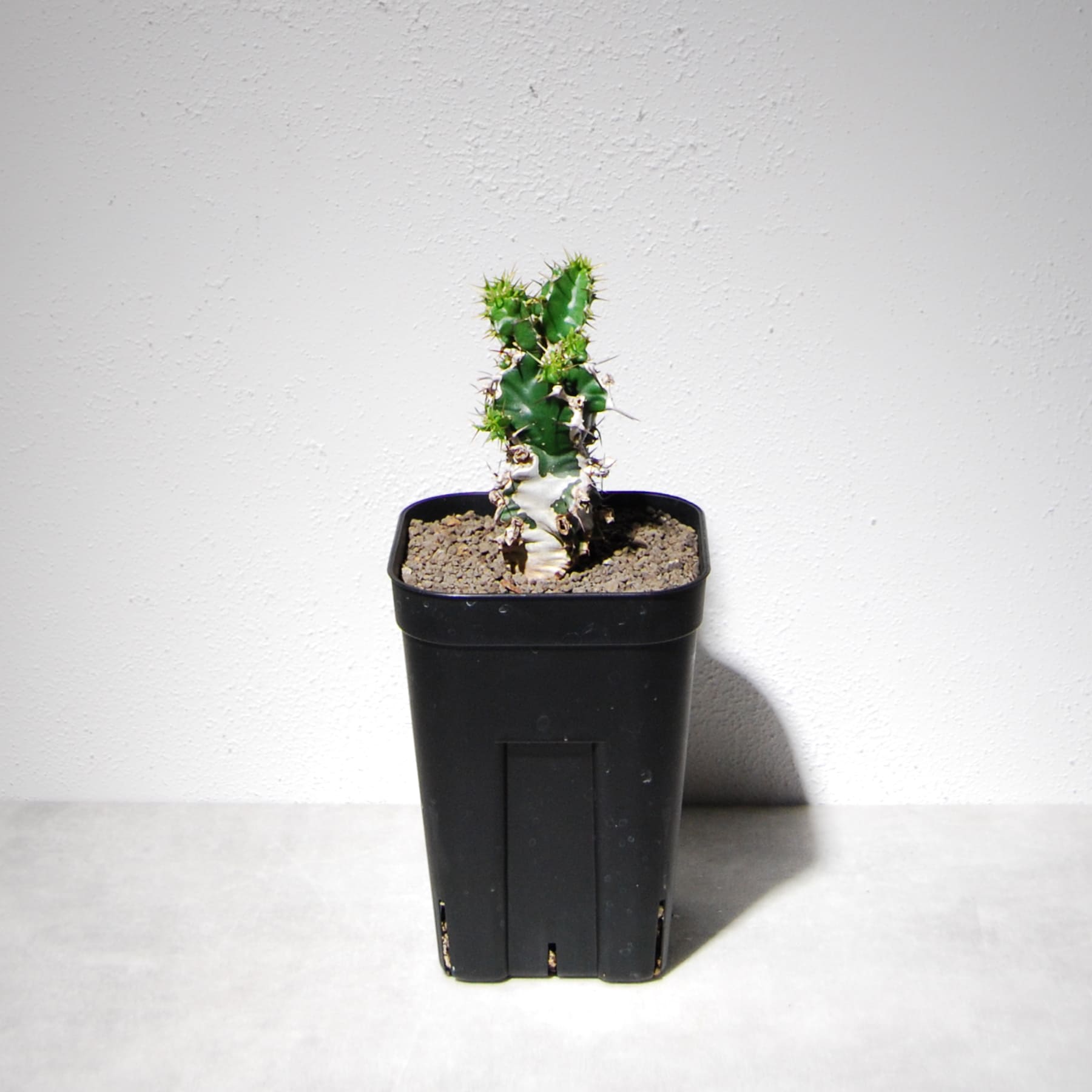 ユーフォルビア ムランジーナ（実生株）105 – linkplants -リンクプランツ-